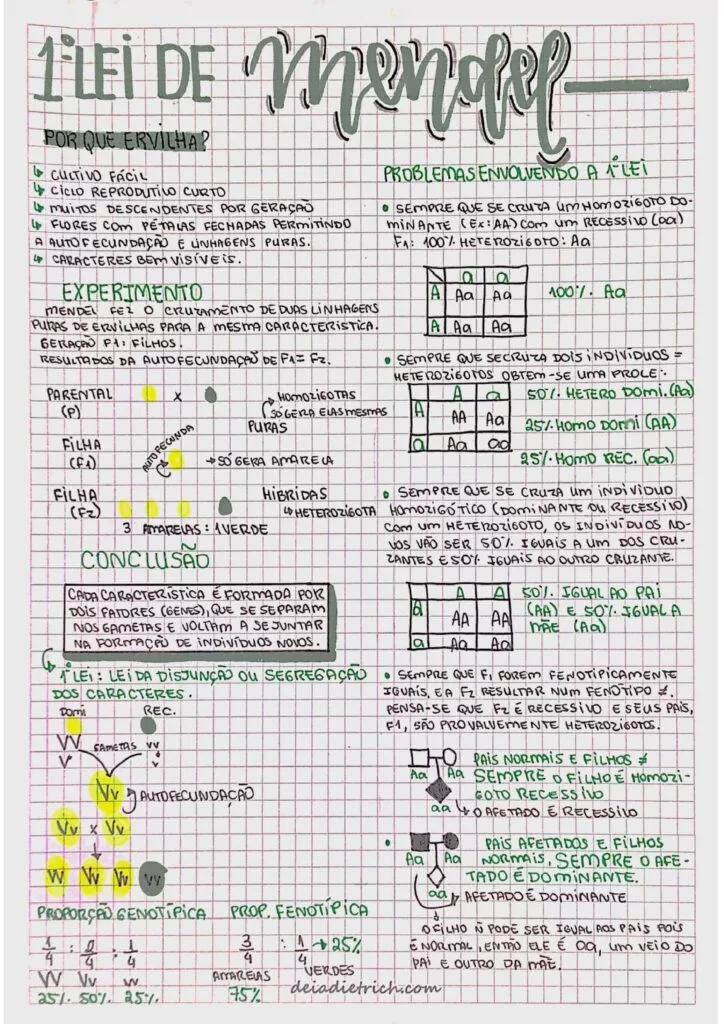 Página de exemplo dos resumos do Enem Expert