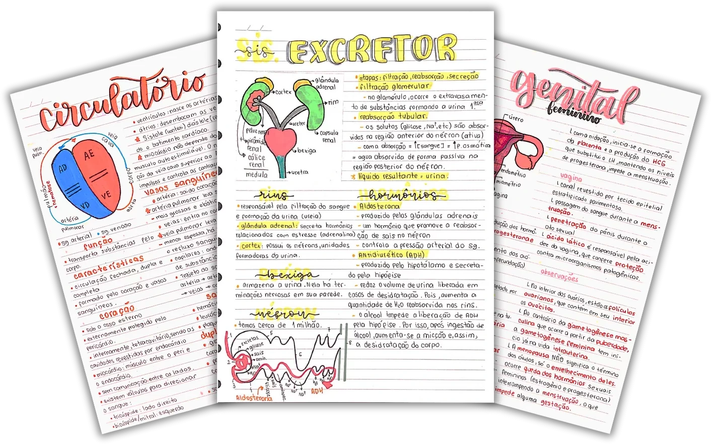 Amostra dos resumos de Biologia